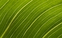 Verde (Green)